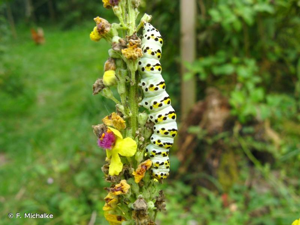 <i>Cucullia lychnitis</i> Rambur, 1833 © F. Michalke