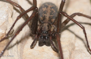 <i>Eratigena atrica</i> (C.L. Koch, 1843) © S. Déjean
